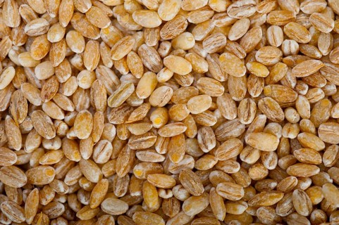 Organic barley grains over rustic wood table macro closeup