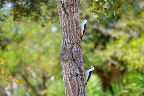 White woodpecker