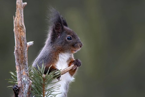 Eurasian red squirrel