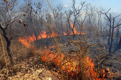 Burning vegetation in a bushfire