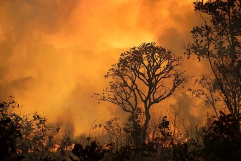 Burning vegetation in a bushfire at sunset