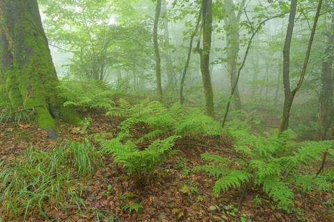 Mountain forest on a misty morning on mountain peak
