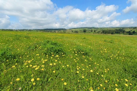Typical Rhon landscape in summer