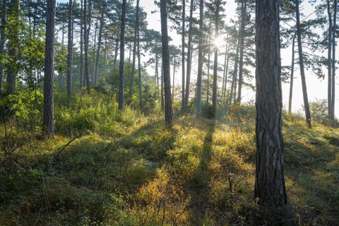 Forest in the morning with sun