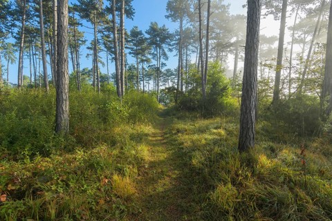 Forest path in the morning with fog