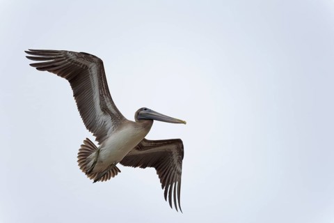 Brown pelican