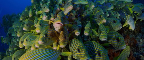 Very big school of Ribboned sweetlips