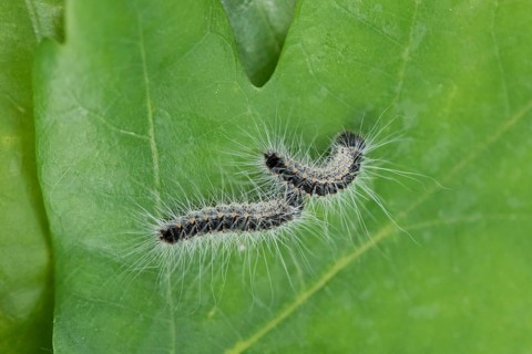 Oak processionary moth