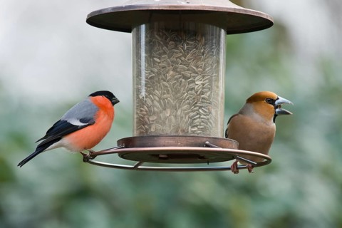 Eurasian bullfinch