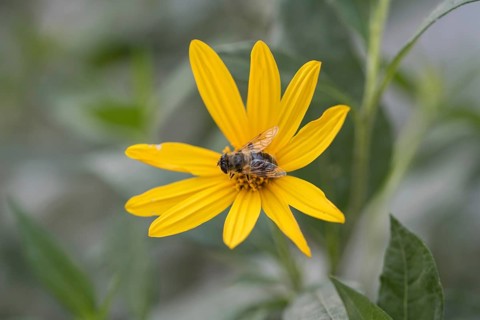Jerusalem artichoke