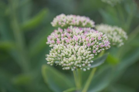 Showy stonecrop