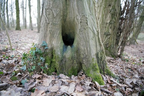 Water pot in old tree