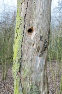 Standing deadwood