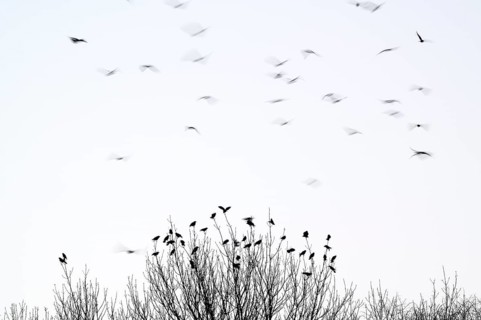 Carrion crow