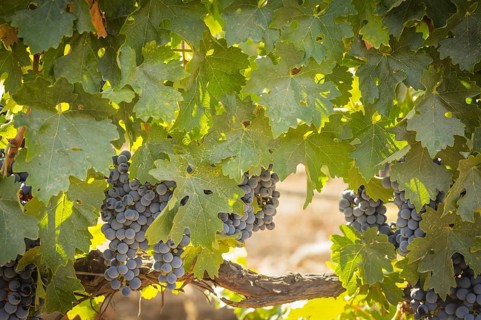 Beautiful lush wine grape in the vineyard