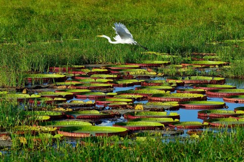 Great egret