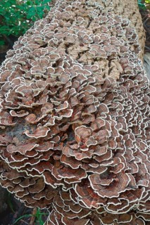 Turkey tail