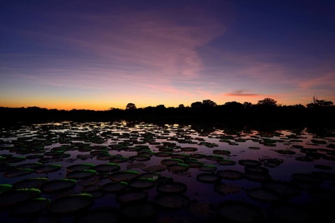 Sunset over a pond with amazon water lily
