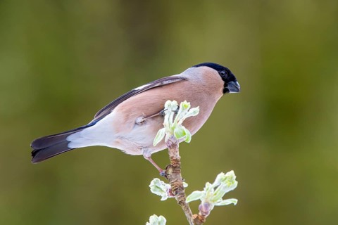 Bullfinch or eurasian bullfinch