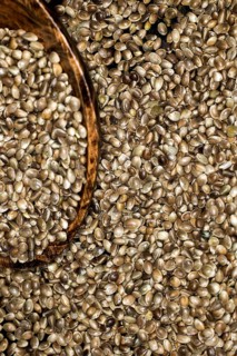 Hemp