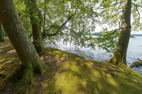 Lakeside in summer