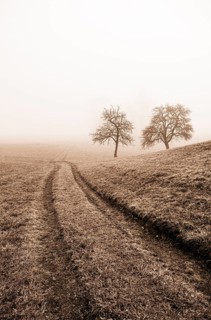 Field path leads through a mown meadow with bare fruit trees