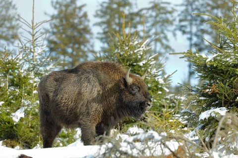 Bison