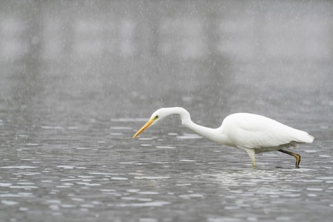 Hunting great egret