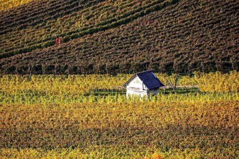 Vineyard