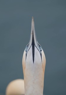 Northern gannet