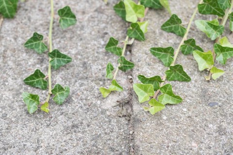 Common common ivy