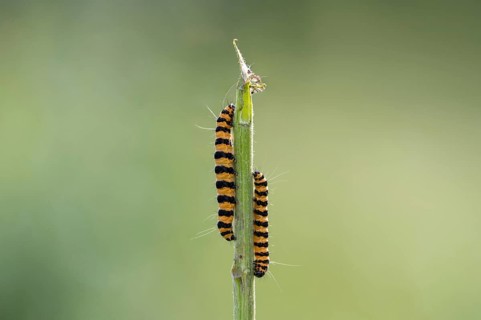 Cinnabar moth