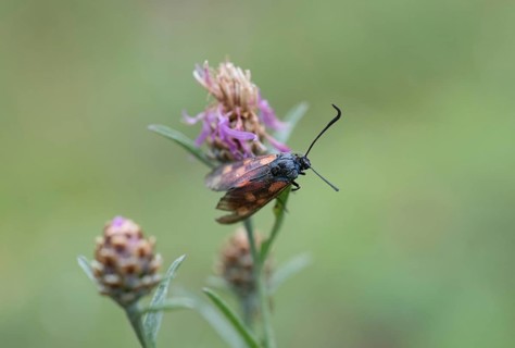 Six-spot burnet