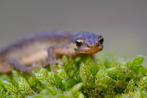 Common newt