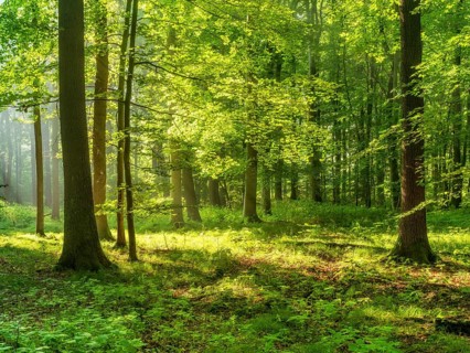 Light-flooded near-natural beech forest on the Finne mountain range