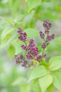 Common lilac