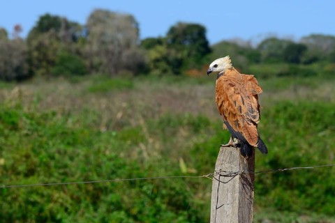 Black-collared hawk