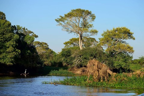 Cocoi heron