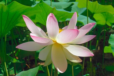 Sacred lotus