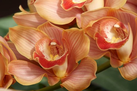 Hybrid Boat orchid