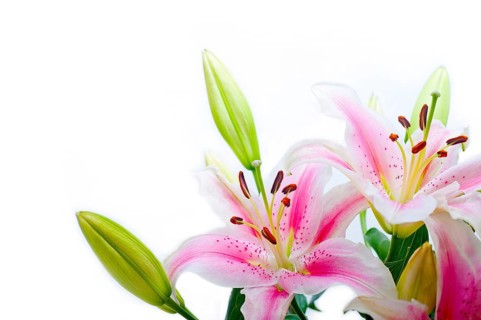 Lily flowers corner frame over white background copyspace