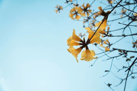 Yellow trumpet tree