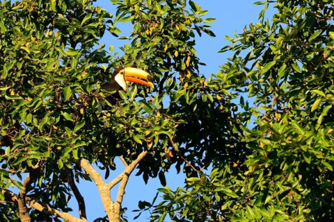 Toco toucan