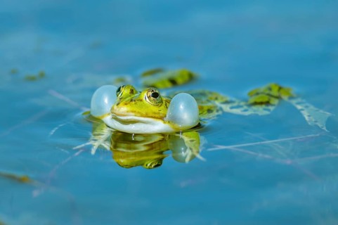 Marsh frog