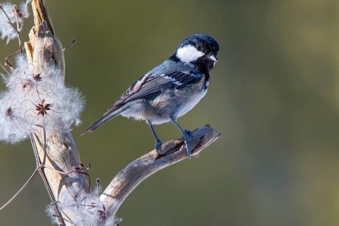 Coal tit