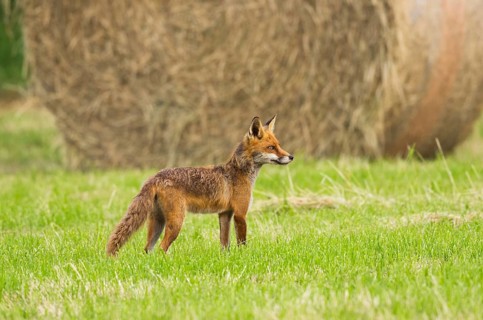 Red fox
