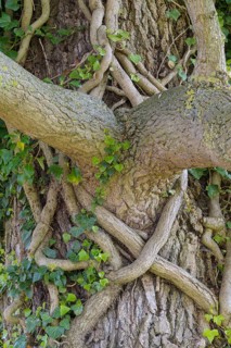 Branch fork entwined on the tree by ivy