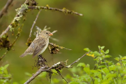 Darwin finch