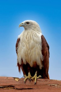 White-headed Kite