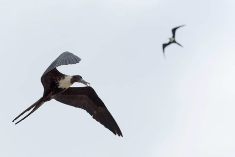 Magnificent frigatebird